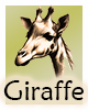 Krafttier-Giraffe