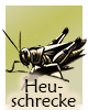 Krafttier-Heuschrecke