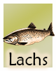 Krafttier-Lachs