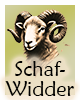 Krafttier-Schaf-Widder