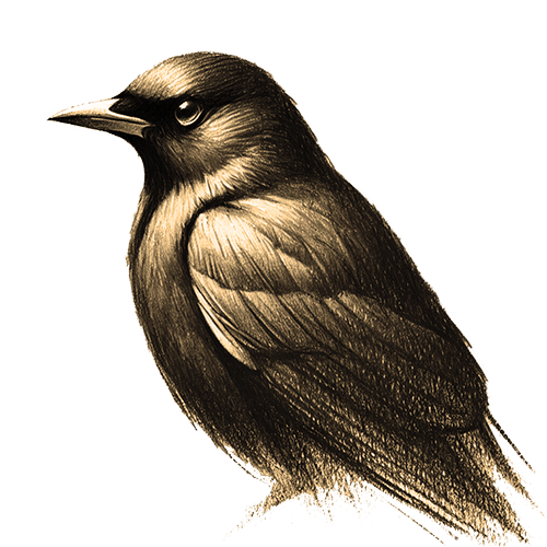 Freigestelltes Sepia-Bild einer Amsel im Profil mit eleganter Haltung