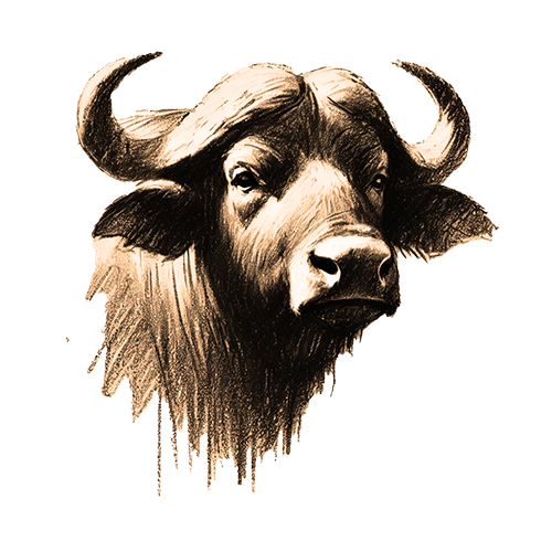 Krafttier Büffel Freigestelltes Sepia-Bild eines Büffels im Profil mit kraftvoller und ruhiger Ausstrahlung