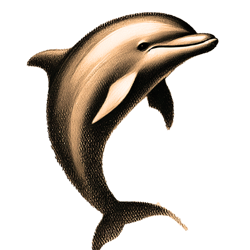 Freigestelltes Sepia-Bild eines Delphins im Profil mit eleganter Haltung