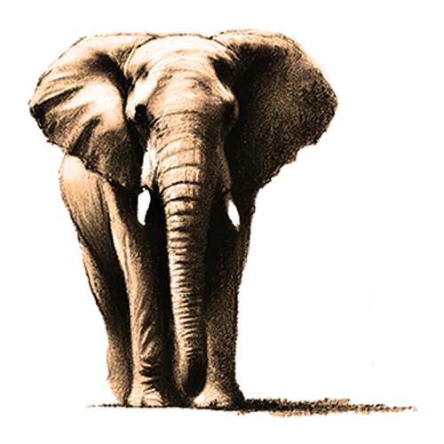 Freigestelltes Sepia-Bild eines Elefanten im Profil mit ruhiger und kraftvoller Haltung