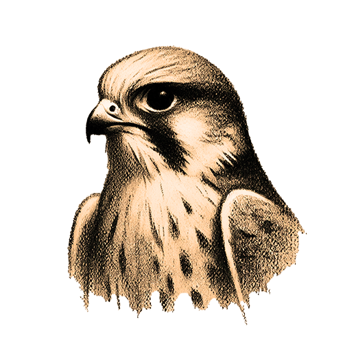 Freigestelltes Sepia-Bild eines Falken im Profil mit aufmerksamer und kraftvoller Haltung
