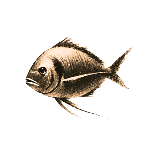 Krafttier Fisch Freigestelltes Sepia-Bild eines Fisches im Profil mit sanfter und fließender Haltung