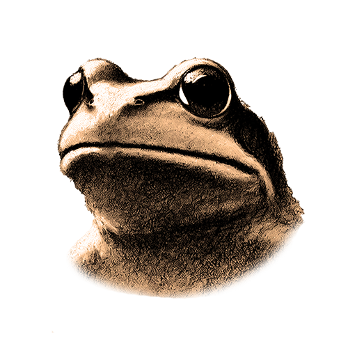 Freigestelltes Sepia-Bild eines Frosches im Profil mit klarer und beruhigender Haltung