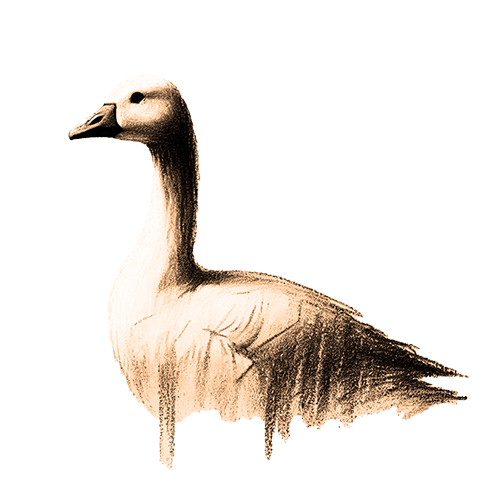 Freigestelltes Sepia-Bild eines Gans im Profil mit zielgerichteter und ruhiger Haltung