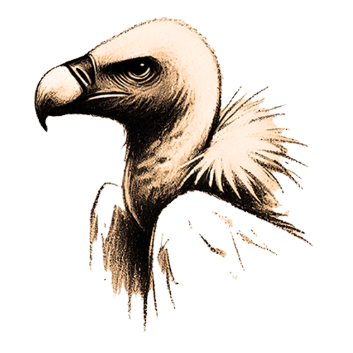 Freigestelltes Sepia-Bild eines Geiers im Profil mit kraftvoller und ruhiger Haltung