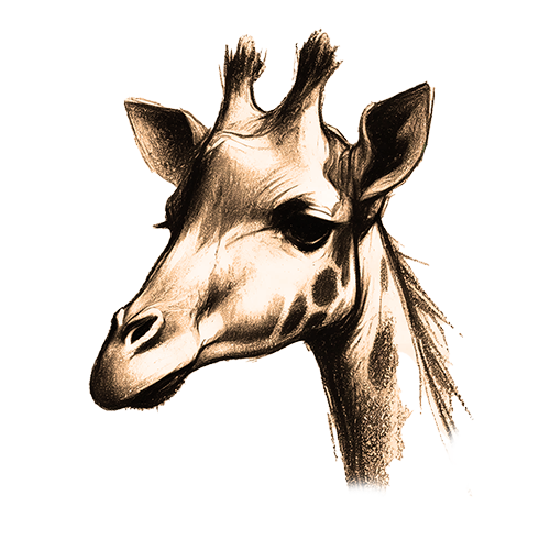 Freigestelltes Sepia-Bild einer Giraffe im Profil mit ruhiger und sanfter Ausstrahlung