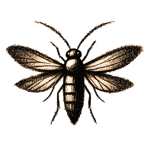 Freigestelltes Sepia-Bild eines Glühwürmchens im Profil mit leuchtender und hoffnungsvoller Ausstrahlung