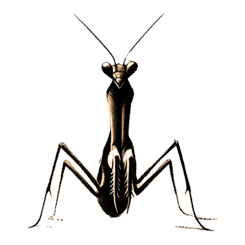 Freigestelltes Sepia-Bild einer Gottesanbeterin im Profil mit ruhiger und konzentrierter Haltung