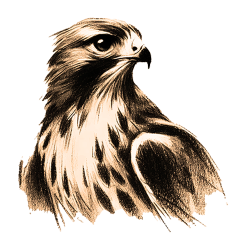 Freigestelltes Sepia-Bild eines Habichts im Profil mit scharfsichtiger und entschlossener Haltung