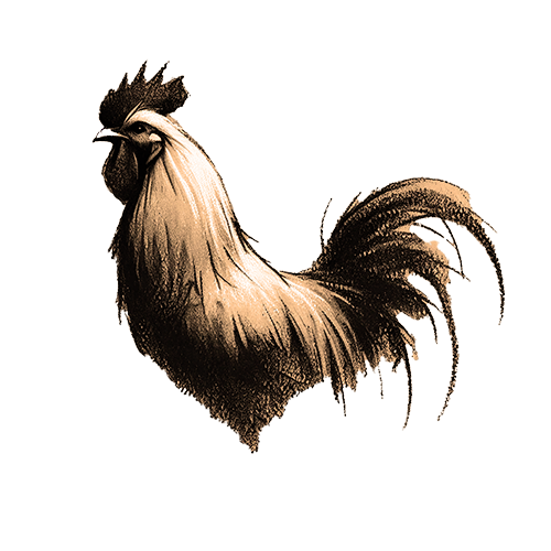 Freigestelltes Sepia-Bild eines Hahns im Profil mit stolzer und wachsamer Haltung