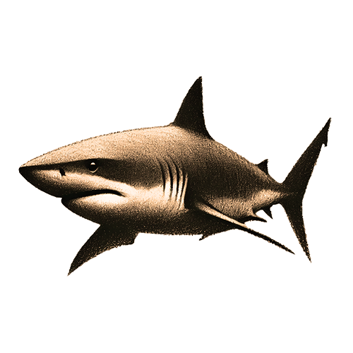 Freigestelltes Sepia-Bild eines Hais im Profil mit dynamischer und kraftvoller Ausstrahlung