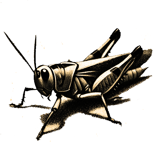 Freigestelltes Sepia-Bild einer Heuschrecke im Profil mit dynamischer und kraftvoller Haltung