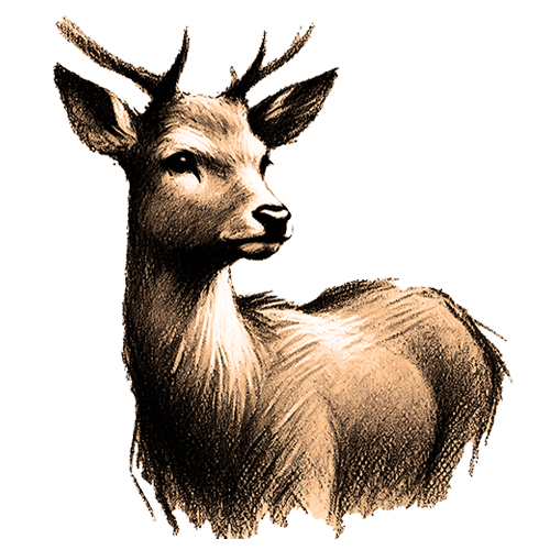 Freigestelltes Sepia-Bild eines Hirsches im Profil mit eleganter und sanfter Haltung