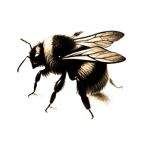 Freigestelltes Sepia-Bild eines Hummel im Profil mit kraftvoller und entschlossener Haltung