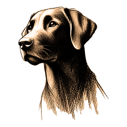 Freigestelltes Sepia-Bild eines Hundes im Profil mit treuer und schützender Haltung