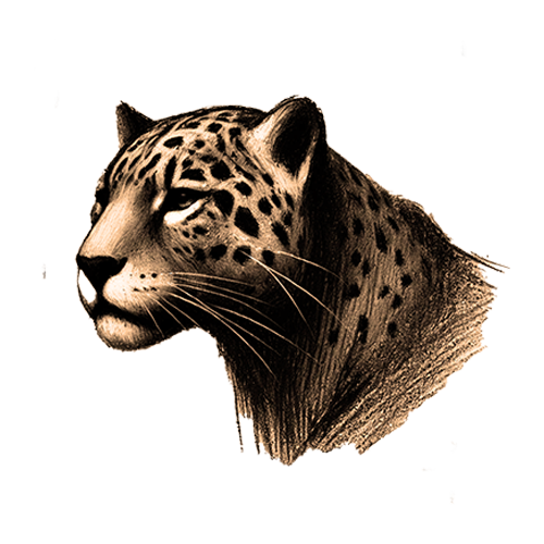 Freigestelltes Sepia-Bild eines Jaguars im Profil mit kraftvoller und entschlossener Haltung