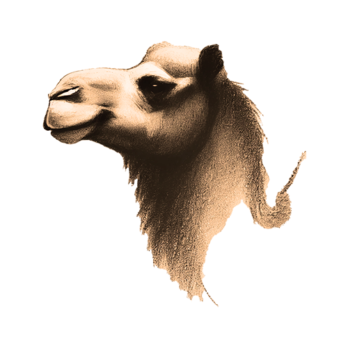 Freigestelltes Sepia-Bild eines Kamels im Profil mit gelassener und entschlossener Haltung