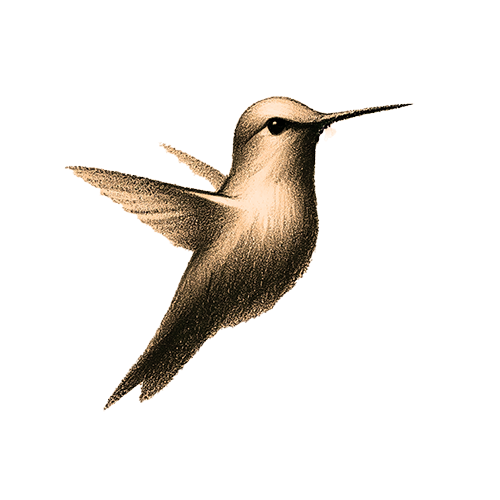 Freigestelltes Sepia-Bild eines Kolibris im Profil mit lebendiger und freudiger Haltung