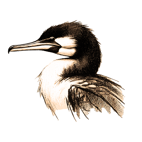 Freigestelltes Sepia-Bild eines Kormorans im Profil mit ruhiger und fokussierter Haltung