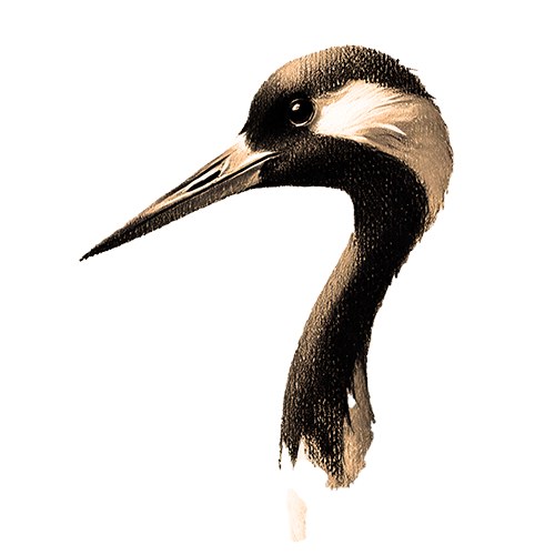 Freigestelltes Sepia-Bild eines Kranichs im Profil mit eleganter und ruhiger Haltung