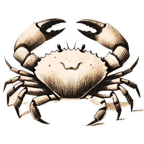 Freigestelltes Sepia-Bild eines Krebses im Profil mit behutsamer und ruhiger Haltung