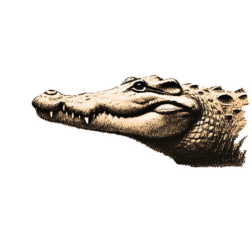 Krafttier Krokodil Freigestelltes Sepia-Bild eines Krokodils im Profil mit kraftvoller und ruhiger Haltung