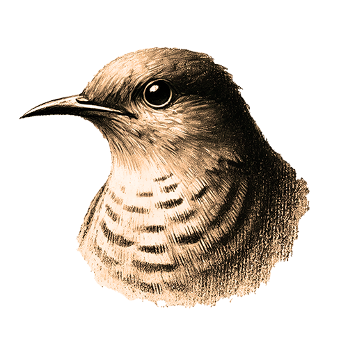 Freigestelltes Sepia-Bild eines Kuckucks im Profil mit aufmerksamer und wacher Haltung