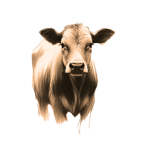 Freigestelltes Sepia-Bild einer Kuh im Profil mit sanfter und nährender Haltung