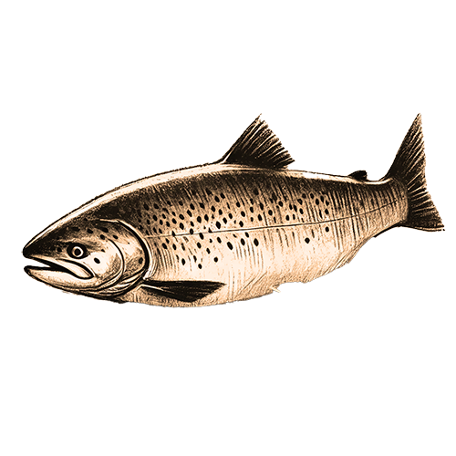 Freigestelltes Sepia-Bild eines Lachses im Profil mit kraftvoller und entschlossener Haltung