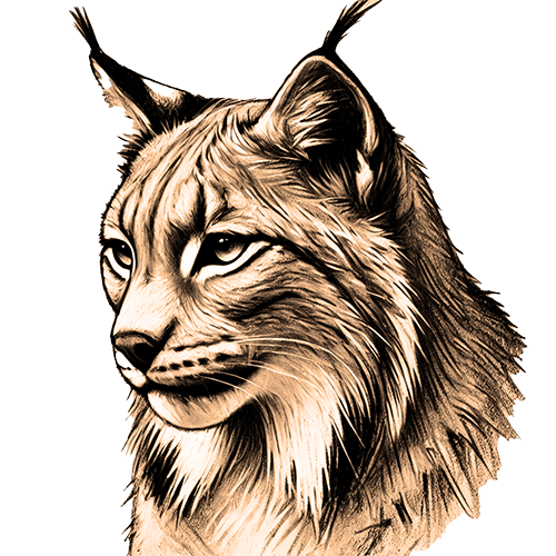 Freigestelltes Sepia-Bild eines Luchses im Profil mit wachsamer und ruhiger Haltung