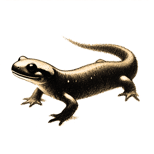 Freigestelltes Sepia-Bild eines Lurchs im Profil mit ruhiger und anpassungsfähiger Haltung