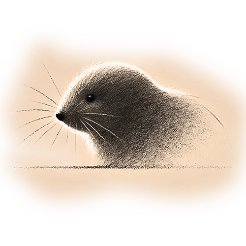 Freigestelltes Sepia-Bild eines Maulwurfs im Profil mit aufmerksamer und intuitiver Haltung