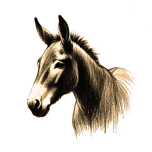 Freigestelltes Sepia-Bild eines Maultiers im Profil mit kraftvoller und besonnener Haltung