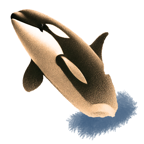 Freigestelltes Sepia-Bild eines Orcas im Profil mit kraftvoller und fokussierter Haltung