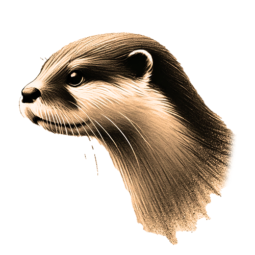 Freigestelltes Sepia-Bild eines Otters im Profil mit spielerischer und lebendiger Haltung