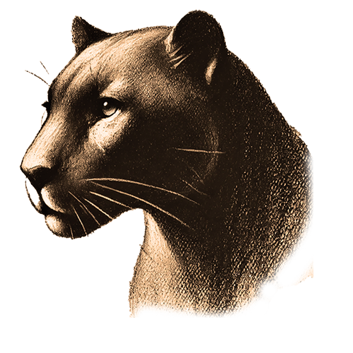 Freigestelltes Sepia-Bild eines Panthers/Leoparden im Profil mit fokussierter und anmutiger Haltung