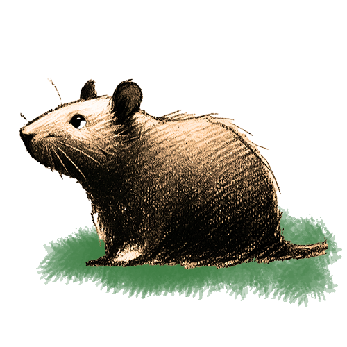 Freigestelltes Sepia-Bild einer Ratte im Profil mit wachsamer und geschickter Haltung