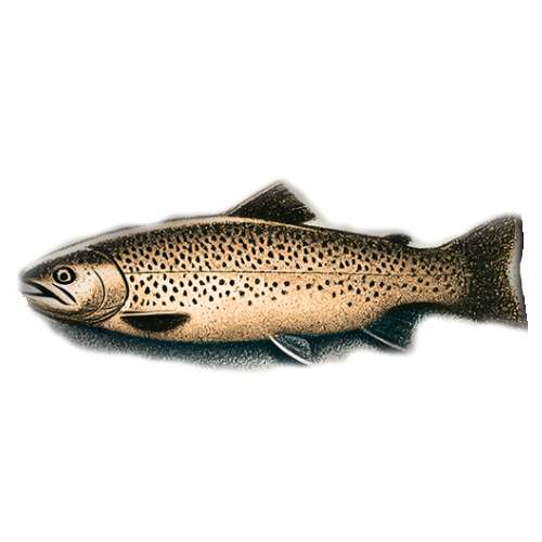 Freigestelltes Sepia-Bild einer Regenbogenforelle im Profil mit eleganter und fließender Haltung