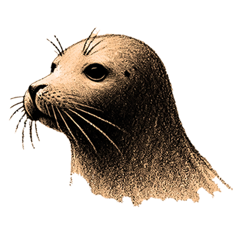 Krafttier Robbe Freigestelltes Sepia-Bild einer Robbe im Profil mit verspielter und entspannter Haltung