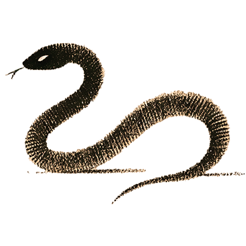 Freigestelltes Sepia-Bild einer Schlange im Profil mit geschmeidiger und fokussierter Haltung