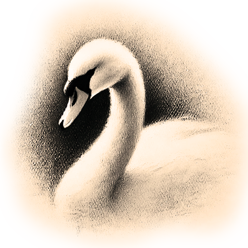 Freigestelltes Sepia-Bild eines Schwans im Profil mit anmutiger und ruhiger Haltung