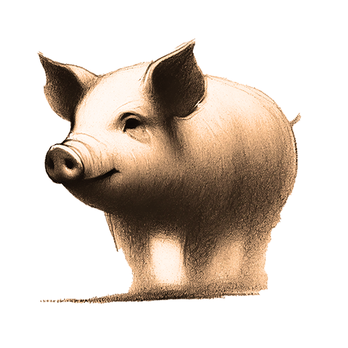 Freigestelltes Sepia-Bild eines Schweins im Profil mit fröhlicher und zufriedener Haltung