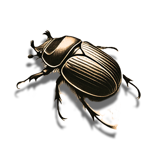 Krafttier Skarabäus Freigestelltes Sepia-Bild eines Skarabäus im Profil mit kraftvoller und schützender Haltung