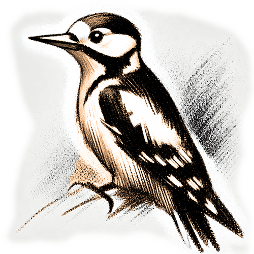 Freigestelltes Sepia-Bild eines Spechts im Profil mit konzentrierter und fokussierter Haltung