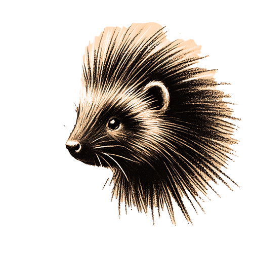 Freigestelltes Sepia-Bild eines Stachelschweins im Profil mit schützender und gelassener Haltung