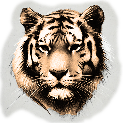 Freigestelltes Sepia-Bild eines Tigers im Profil mit kraftvoller und konzentrierter Haltung